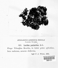 Lopadium pezizoideum image